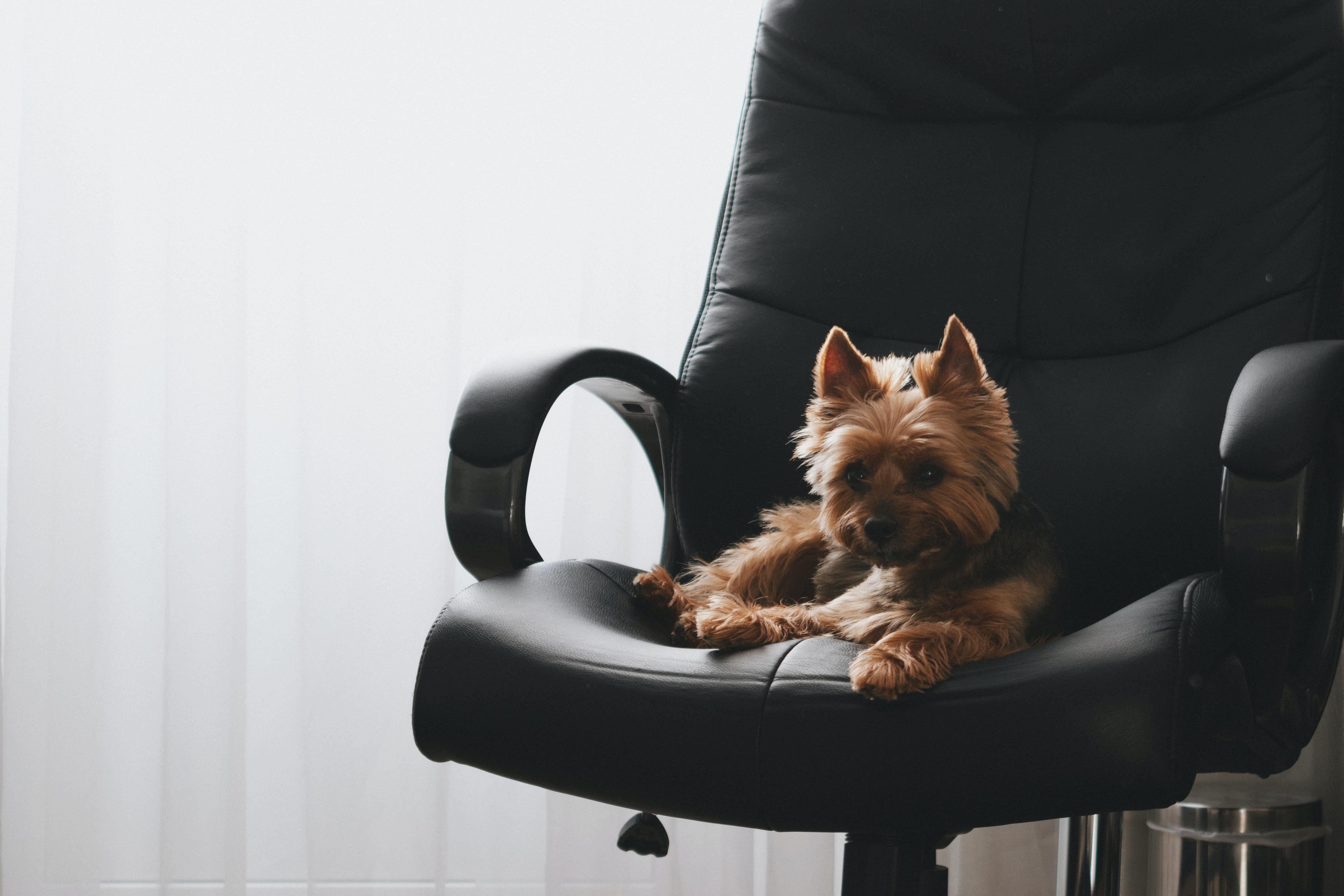 Auf den Hund gekommen – die meisten Arbeitnehmer finden Vierbeiner im Büro super